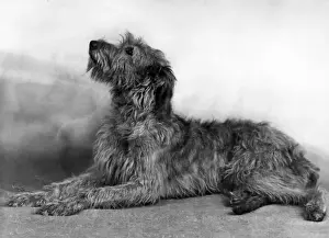 FALL / WOLFHOUND / 1948
