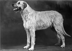 FALL / WOLFHOUND / 1952