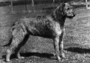 Wolfhound Prints: FALL / WOLFHOUND / 1957