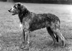 Wolfhound Prints: FALL / WOLFHOUND / 1961
