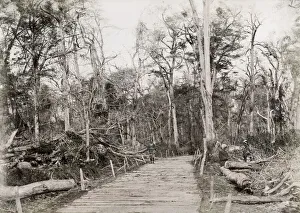 Woody Plant Prints: Fallen trees Japan, likely Typhoon damage