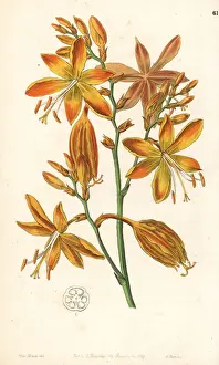 Aurea Prints: Falling stars, Crocosmia aurea
