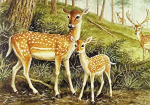 Fallow Deer