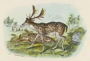 Wildlife Gallery: Fallow Deer