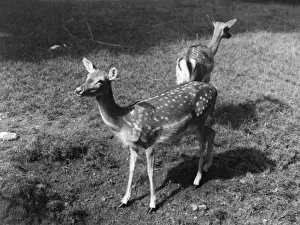 Fallow Prints: Fallow Deer