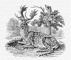 Wildlife Gallery: Fallow-Deer (Bewick)