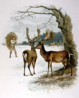 Fallow Deer Fed in Snow