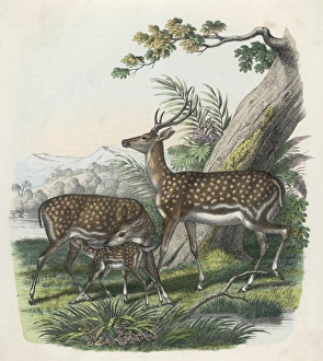Wildlife Gallery: Fallow Deer, German