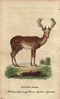 Pocket Gallery: Fallow deer with mottled back and large antlers, Dama dama