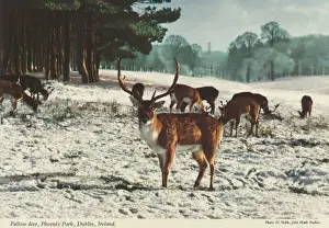 Fallow Prints: Fallow deer, Phoenix Park, Dublin, Republic of Ireland