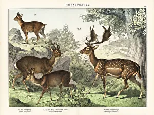 Fallow deer, roe deer, and klipspringer