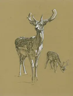 Fallow Prints: Fallow Deer Studies