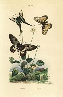 False apollo, white dragontail and clearwing swallowtail