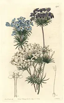 False babystars or androsace-like leptosiphon