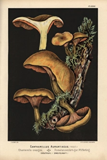 Cantharellus Gallery: False chanterelle, Hygrophoropsis aurantiaca, dubious
