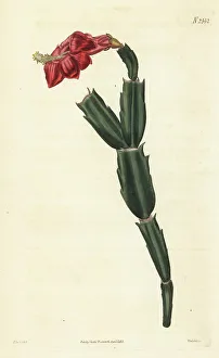 Weddell Prints: False Christmas cactus, Schlumbergera truncata