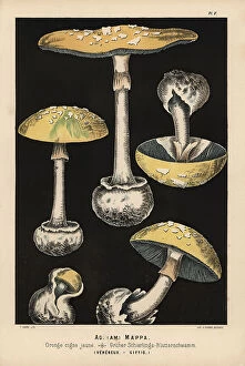 Poison Collection: False death cap, Amanita citrina, Agaricus mappa, poisonous
