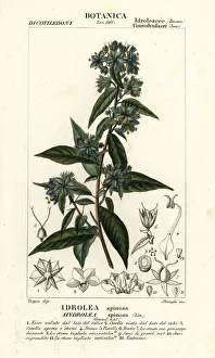 Whorl Prints: False fiddleleaf, Hydrolea spinosa