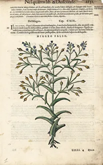 Anazarbeo Gallery: False flax oil, Camelina sativa