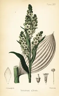 False helleborine or European white hellebore