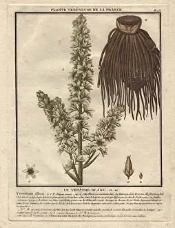 Bulliard Prints: False helleborine, Veratrum album