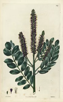 Bastard Collection: False indigo-bush, Amorpha fruticosa