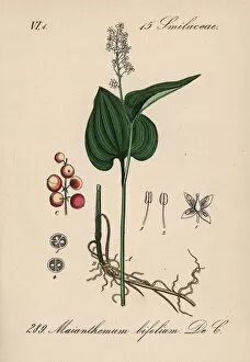 False Gallery: False lily of the valley or May lily, Maianthemum bifolium