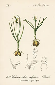 Alpina Gallery: False musk orchid, Chamorchis alpina
