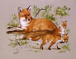 Wildlife Gallery: A family of foxes