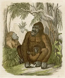 Gorillas in the Jungle