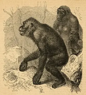 A Family of Gorillas