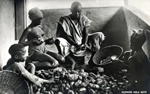 Removing Prints: A family husking Kola nuts in Nigeria, Africa. The caffeine-containing fruit of the tree
