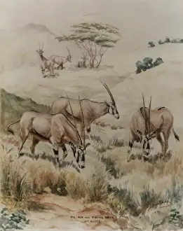 Oryx Prints: Family of Oryx, Namanga