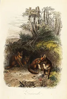 Achille Comte Prints: Family of red foxes, Vulpes vulpes, outside a den