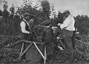 Family working in hop fields, Kent