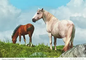 The Famous Connemara Ponies, Republic of Ireland
