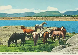 Ponies Gallery: Famous Connemara Ponies, Republic of Ireland