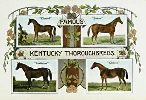 Breeding Collection: Four famous Kentucky Thoroughbreds