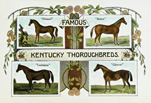 Breeding Collection: Four famous Kentucky Thoroughbreds