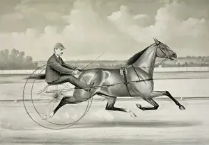 Trotter Prints: The famous trotter Majolica, by Bonners Startle: Driven by