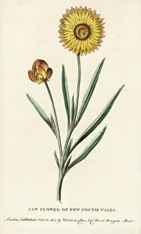 Fan flower of New South Wales