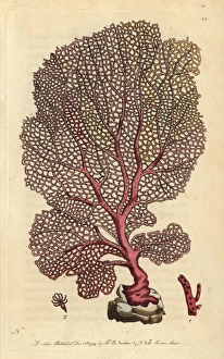 Polyp Gallery: Fan gorgonia, Venus fan, gorgonian, sea whip