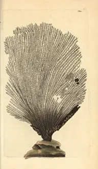 Fan sponge, Spongia flabelliformis