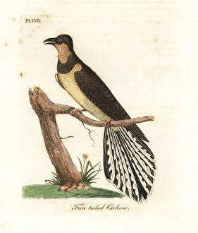 Latham Collection: Fan-tailed cuckoo, Cacomantis flabelliformis
