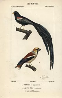 Fan-tailed widowbird, Euplectes axillaris
