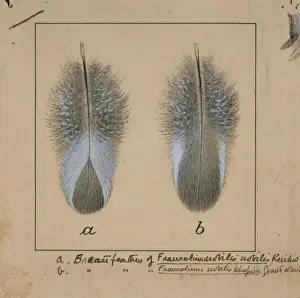 1858 1940 Prints: Fancolinus nobilis, handsome francolin breast feathers