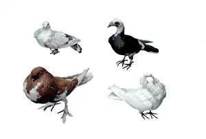 Frill Prints: Fancy domestic pigeons