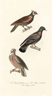 Achille Richard Prints: Fancy pigeon breeds