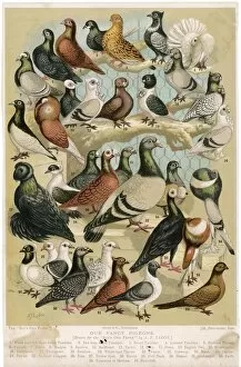 Breeds Collection: Fancy Pigeon Breeds