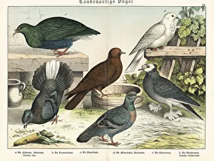 Naturgeschichte Des Tierreichs Prints: Fancy pigeon types and Nicobar pigeon